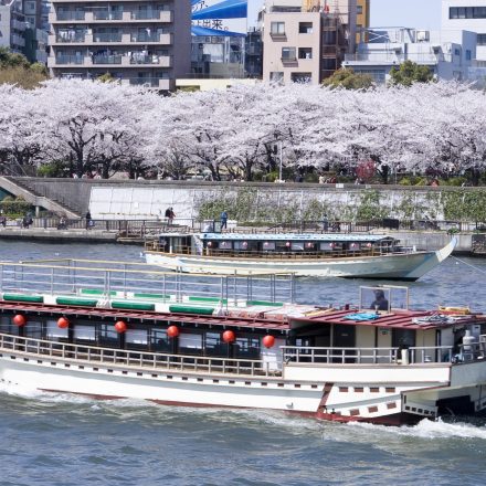満開の桜が咲いた隅田川を登っていく2隻の屋形船