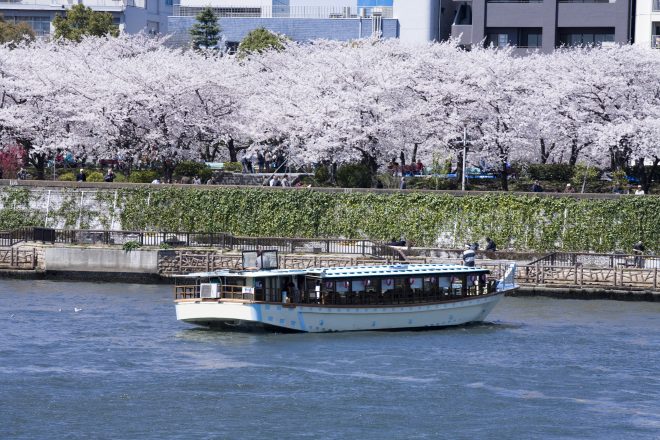 河川敷の満開の桜と川面に停泊して観覧する屋形船