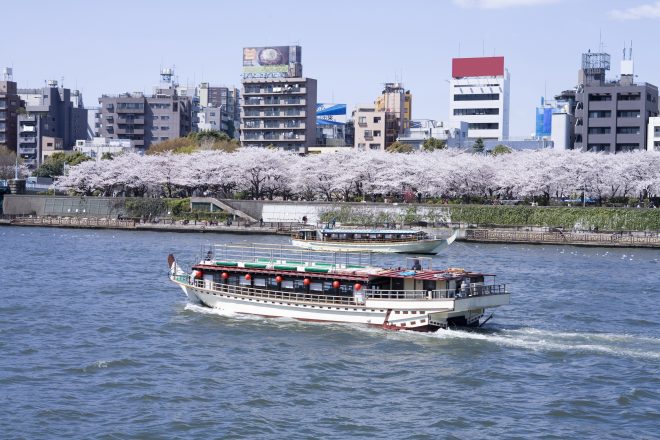 桜が咲き誇る川を遊覧する屋形船