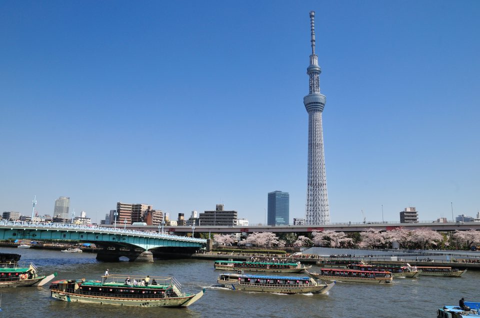 桜が咲いた春の隅田川を運行する多数の屋形船と東京スカイツリー