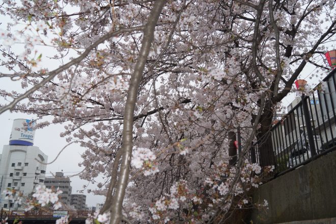 間近で見る咲き誇る桜