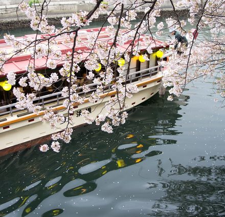 河川沿いにしなだれる桜と屋形船