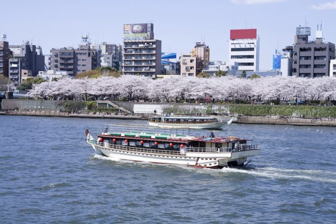 満開の桜が咲いた隅田川を登っていく2隻の屋形船