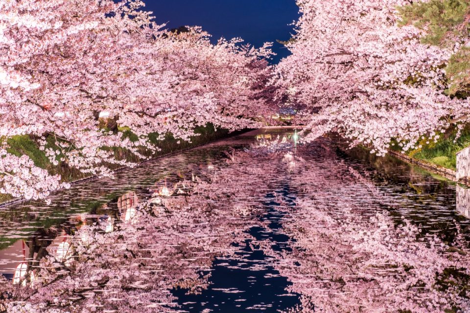 夜桜と川