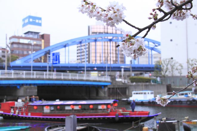 屋形船と歴史ある橋を背景にした桜のアップ写真