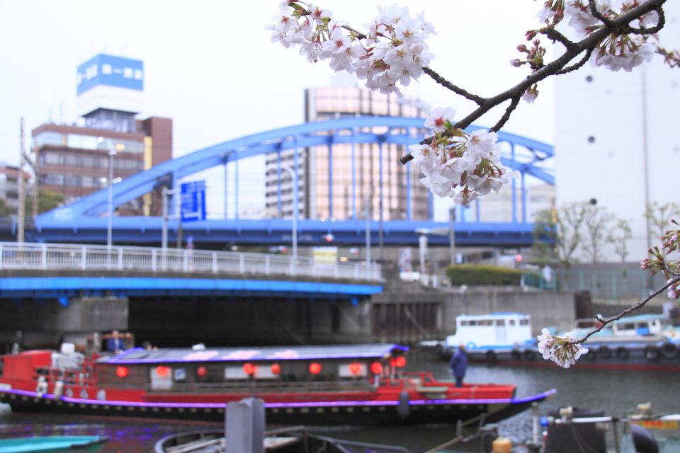 屋形船と歴史ある橋を背景にした桜のアップ写真