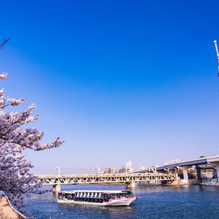 隅田川を進む船とスカイツリーや桜