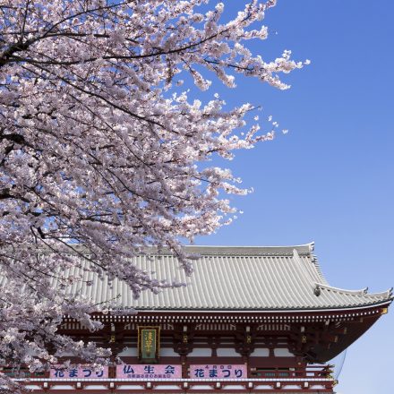 浅草寺と桜