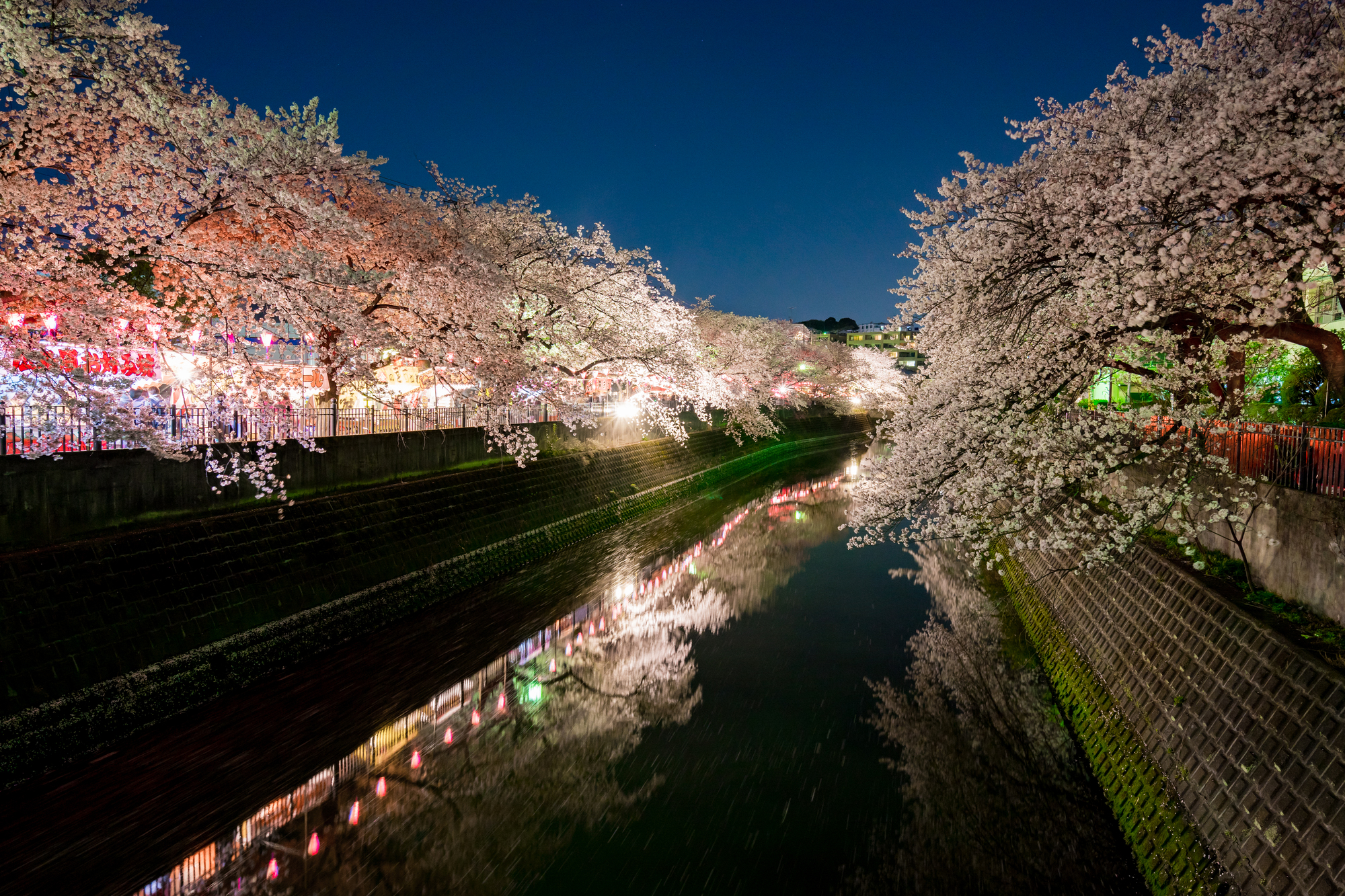 横浜でお花見開催！大岡川の桜並木を屋形船から楽しむ！ 屋形船マガジン一覧 屋形船の祝良屋（いわいや） 東京湾の屋形船を貸切で