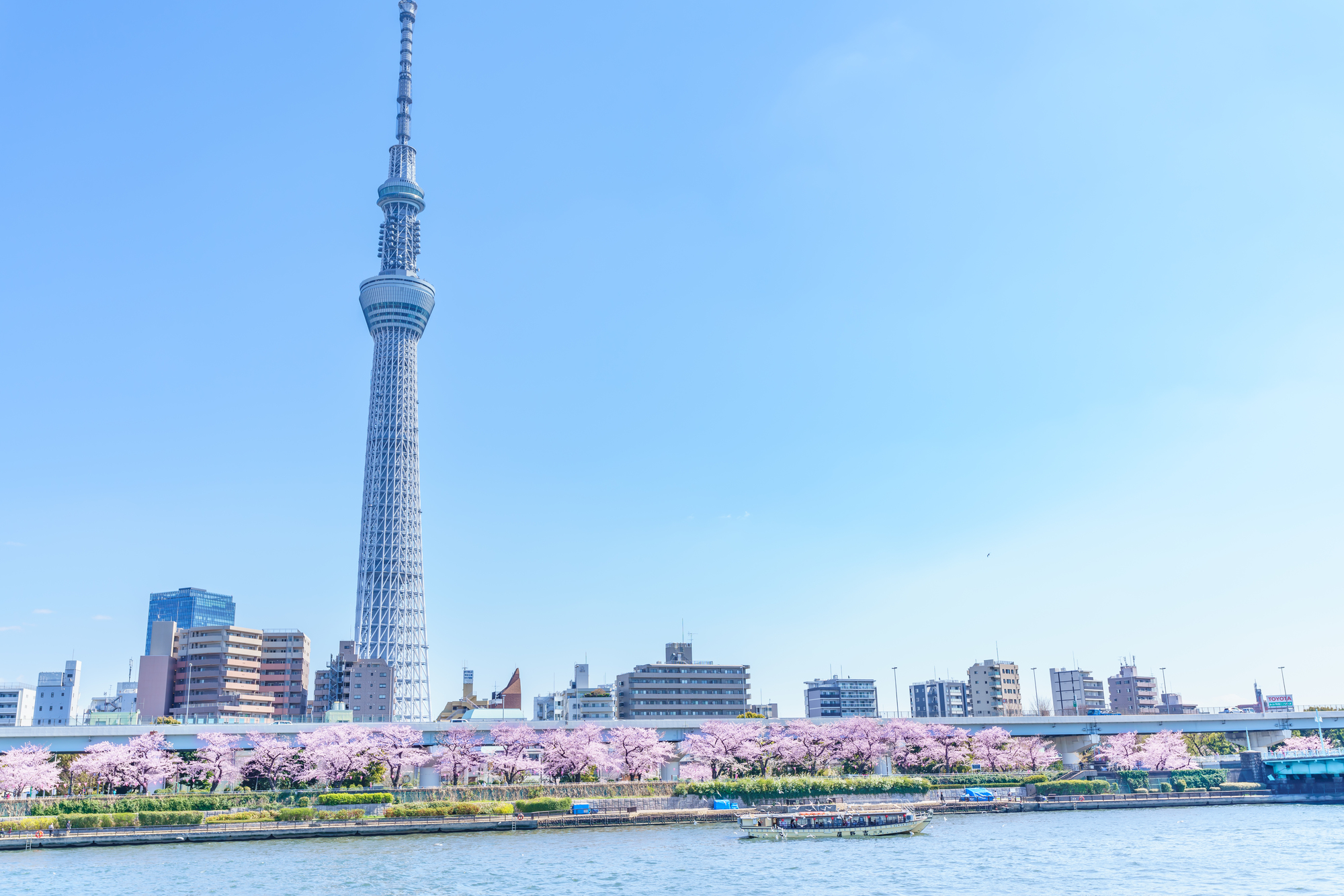 隅田川でお花見をするなら屋形船がおすすめ！桜を間近で堪能する楽しみ