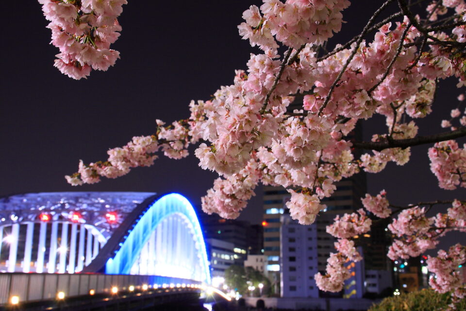 夜桜と夜景