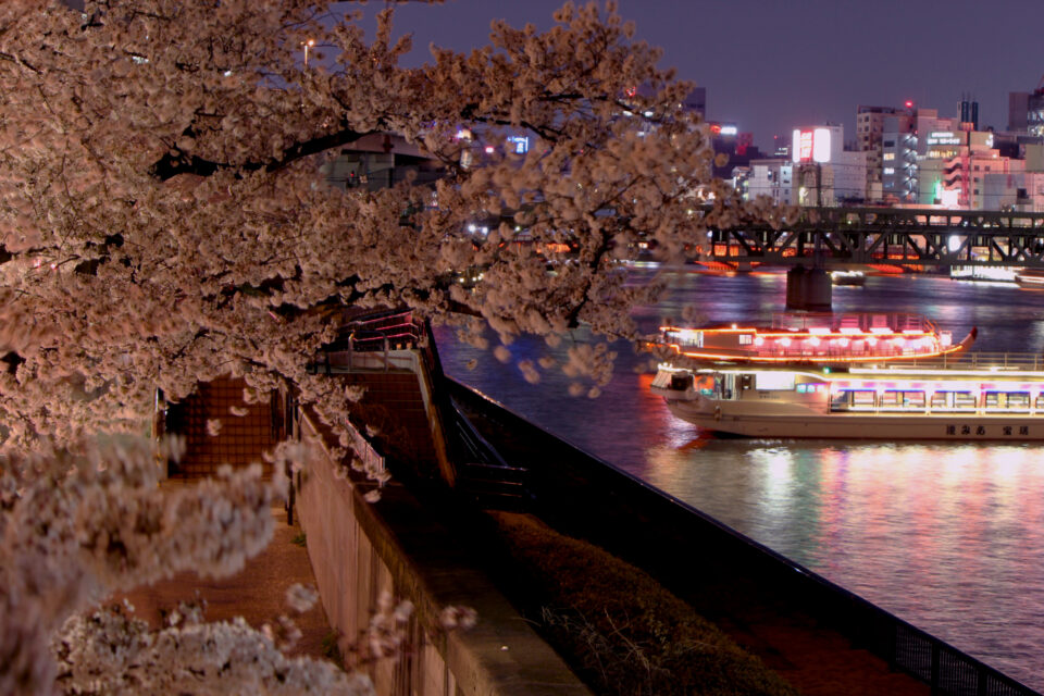 川沿いの夜桜
