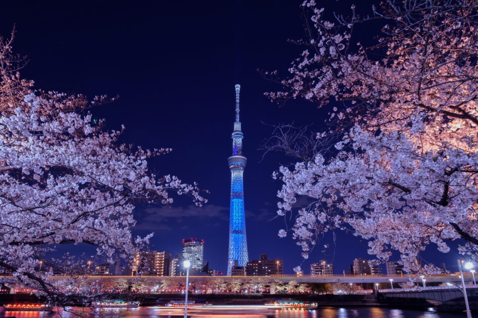 夜のスカイツリーと夜桜