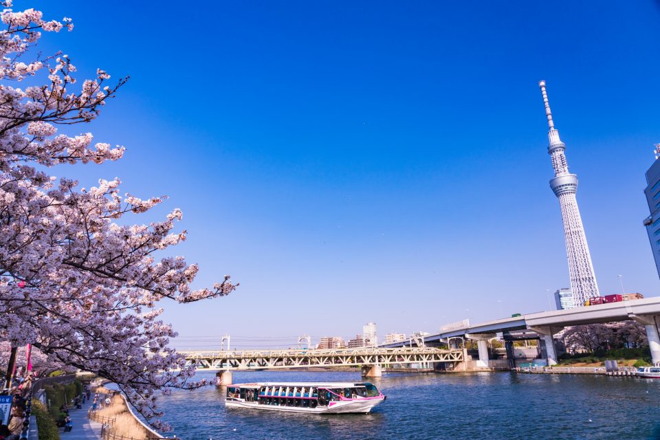隅田川とスカイツリーの桜