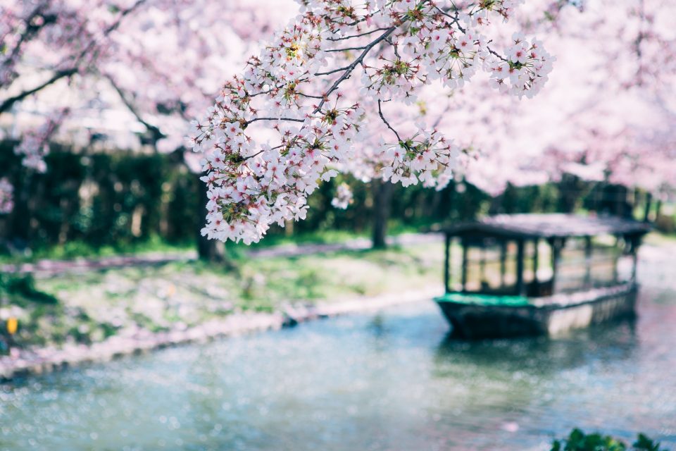 桜の下に流れる川と屋形船