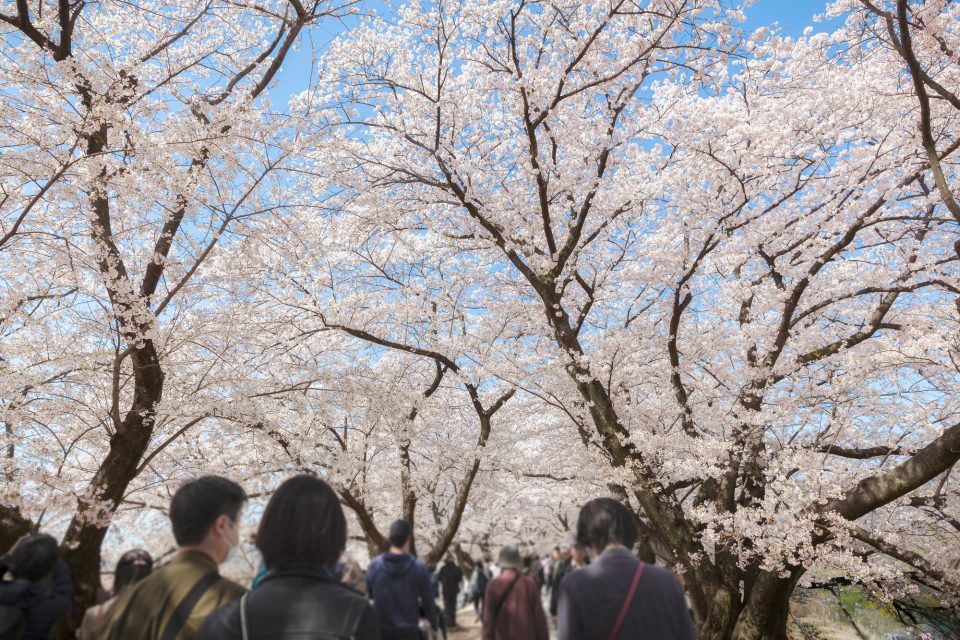 桜並木の下で混雑