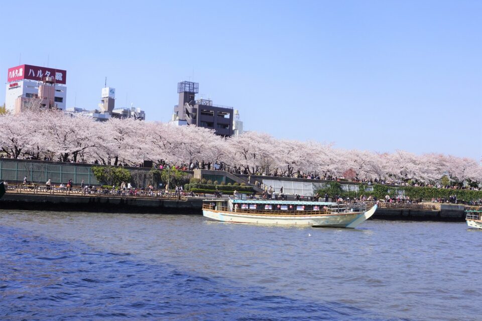 屋形船で隅田川の花見クルーズ