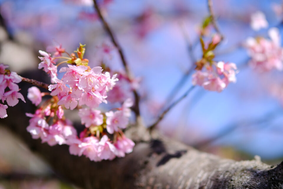 桜が咲き始めた様子