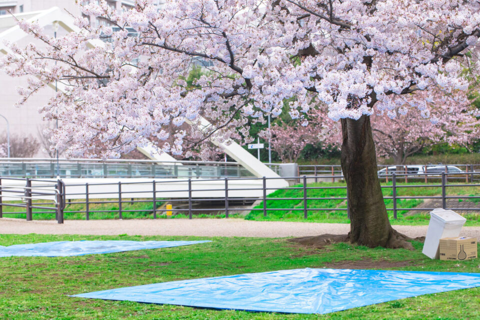 満開の桜と場所取りのレジャーシート