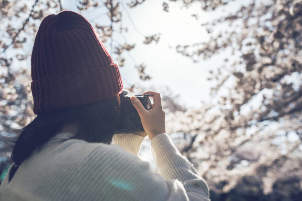 桜の写真を撮る様子