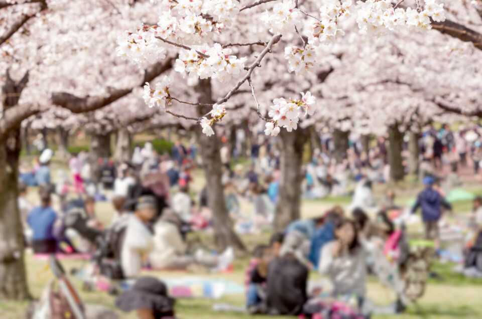 お花見を楽しむ人々