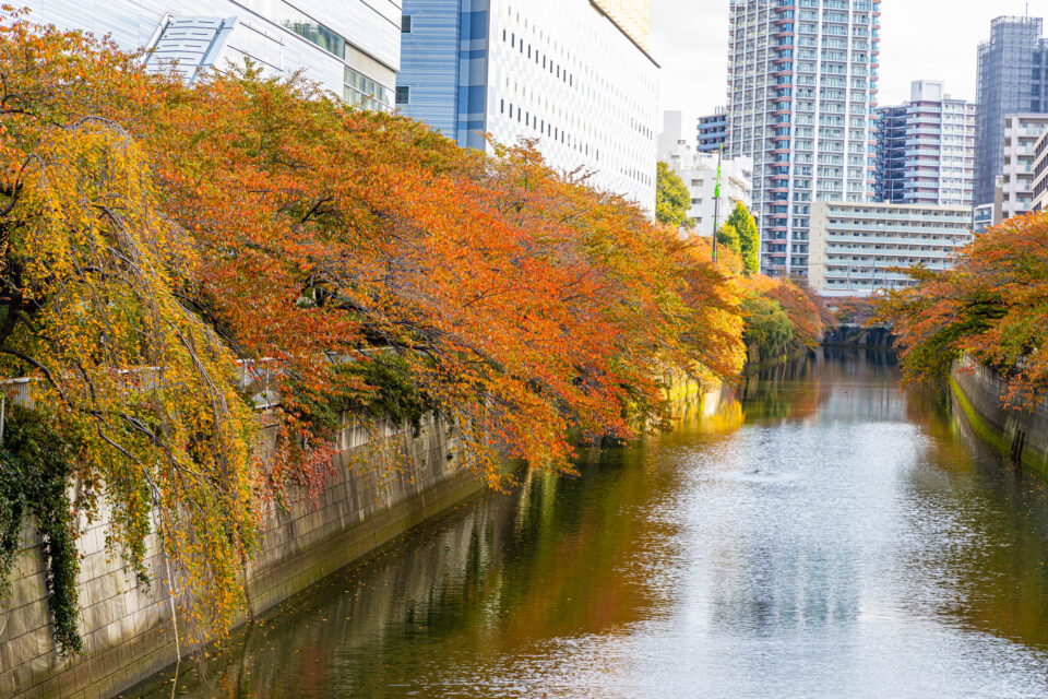 秋の桜紅葉と目黒川