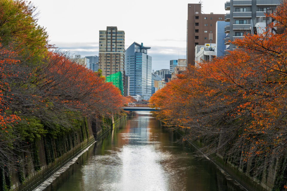 紅葉時期の目黒川