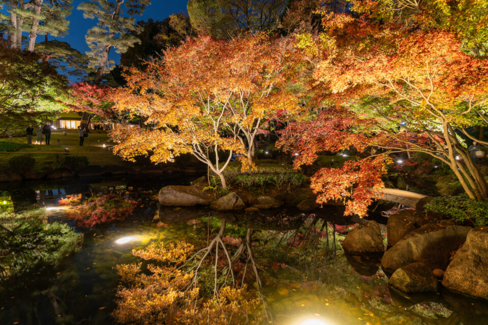 夜の紅葉ライトアップ